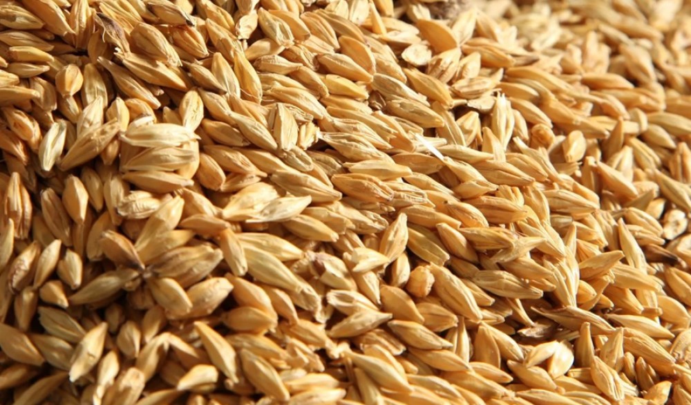 kilo of wheat