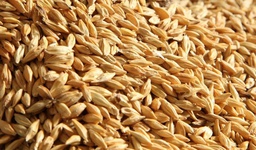 [PR/04059] kilo of wheat